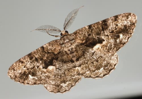 Hypomecis externaria