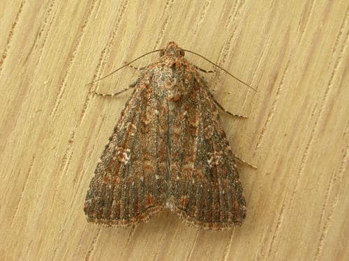 No widely recognized common name