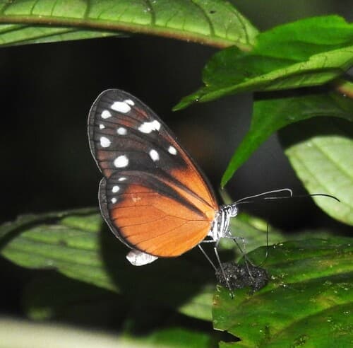 Hyposcada virginiana