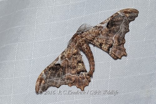 Hyposidra violescens