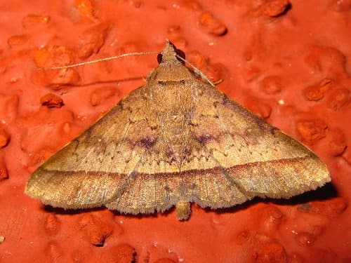 Hypospila bolinoides