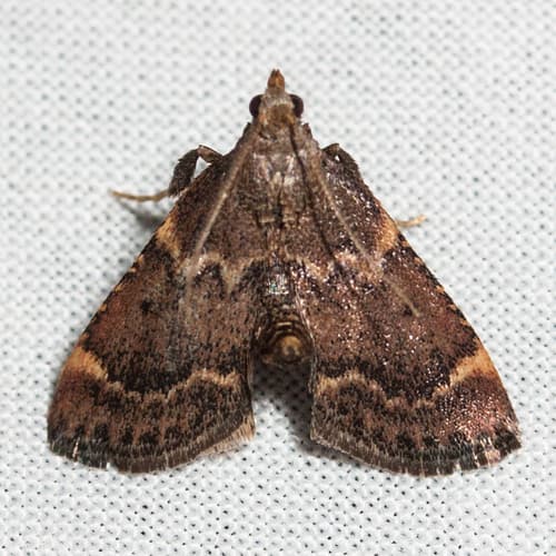 Hypsopygia phoezalis