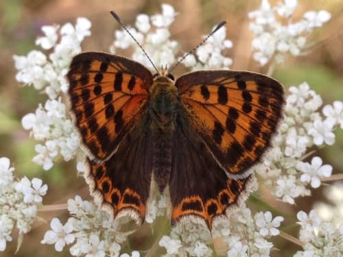 Iberian Sooty Copper