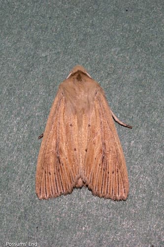 Arotis Moth
