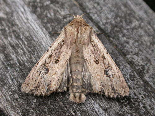 None widely established