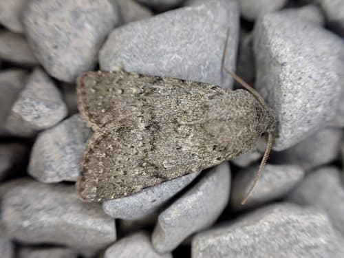 Moderate Owlet Moth