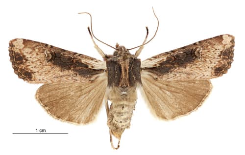 Ichneutica omoplaca
