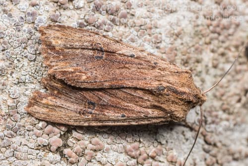 No widely accepted common name