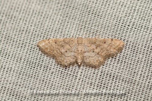 Idaea belemiata