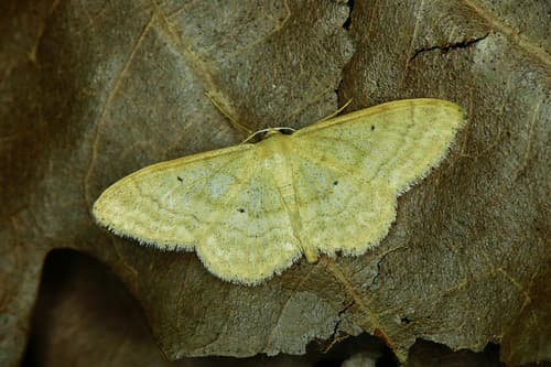 Idaea deversaria