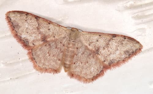 Idaea halmaea