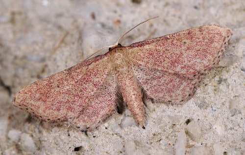 Idaea infirmaria
