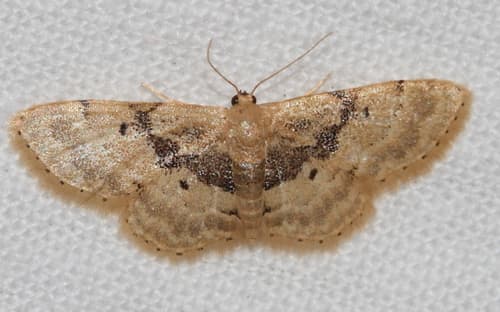 Idaea intermedia