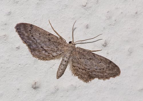 Idaea longaria