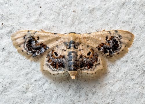 Idaea macrospila