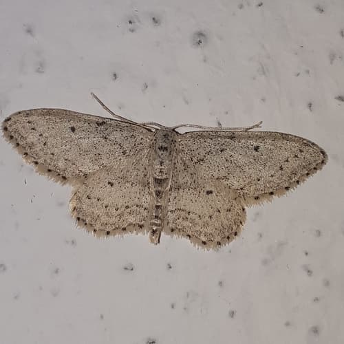 Idaea minuscularia