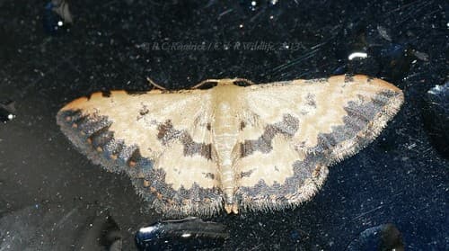 Idaea phaeocrossa