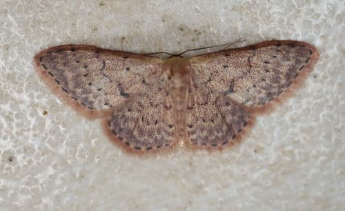 Idaea trissorma