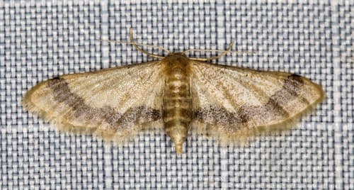 Idaea trypheropa
