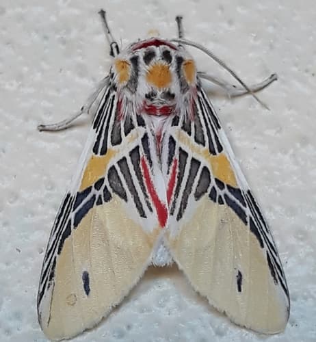 Agastus Tiger Moth