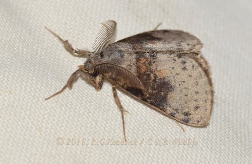 Orange-striped Footman