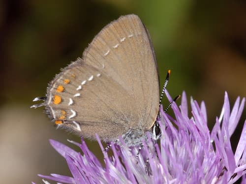 Ilex Hairstreak
