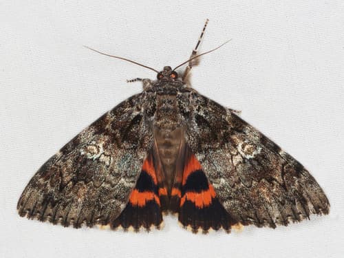 Ilia Underwing