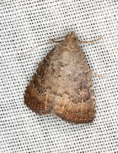 Ilima Moth