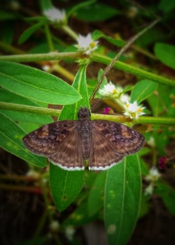 Impostor Duskywing