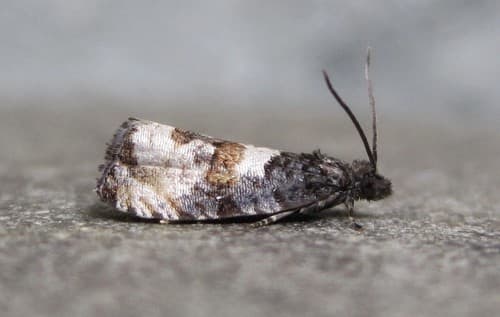 Impudent Hulda Moth