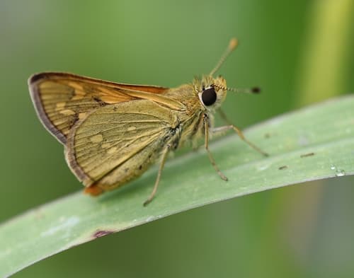 Ina Grass-dart