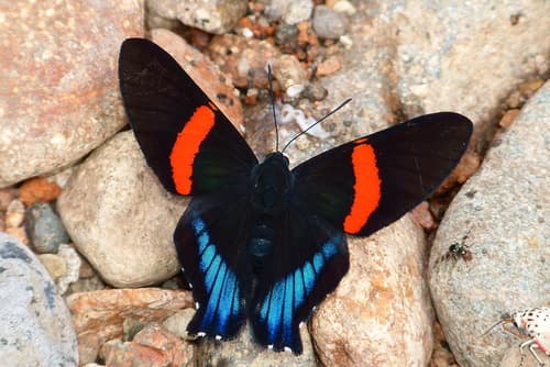 Inca Metalmark
