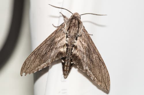 Incense Cedar Sphinx