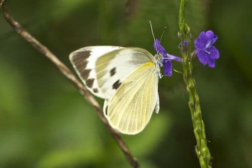 Indian Cabbage White