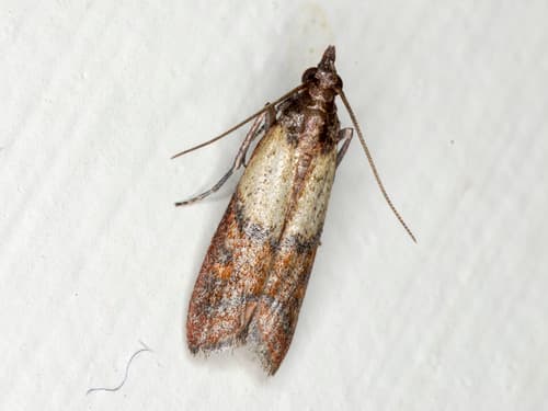 Indian-Meal Moth