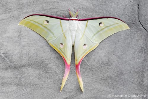 Indian Moon Moth