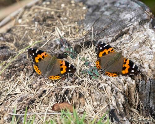 Indian Red Admiral