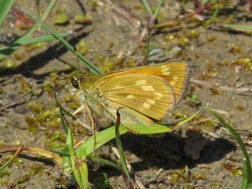 Indian Skipper