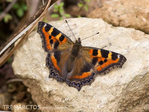Indian Tortoiseshell