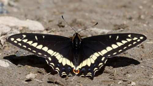 Indra Swallowtail