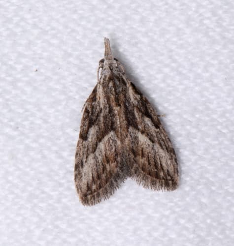 Inscribed Tuft-Moth