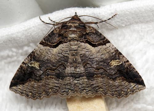 Intent Zale Moth
