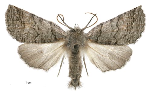 Ipana griseata