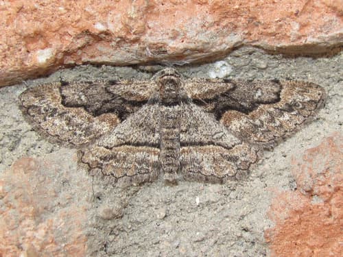 Wavy-lined Geometer