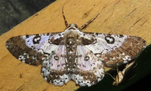 Iridopsis validaria