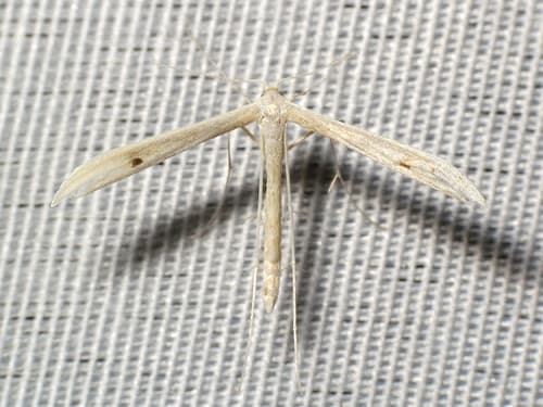 Ironweed Plume Moth