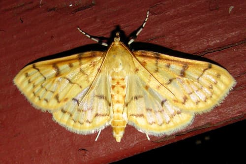 Ironweed Root Moth