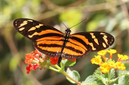 Isabella's Longwing