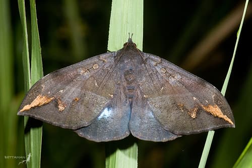 Ischyja ferrifracta