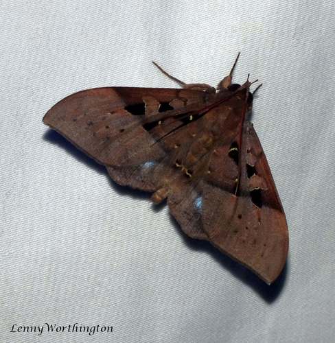 Marapok Owlet Moth